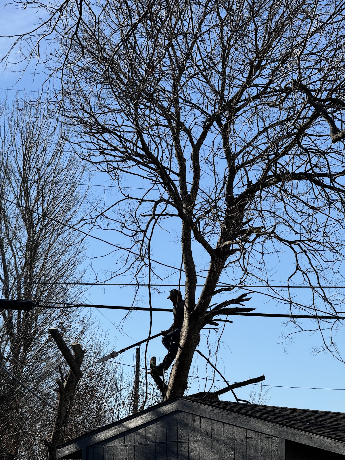 Arborist working in the canopy of a tall tree