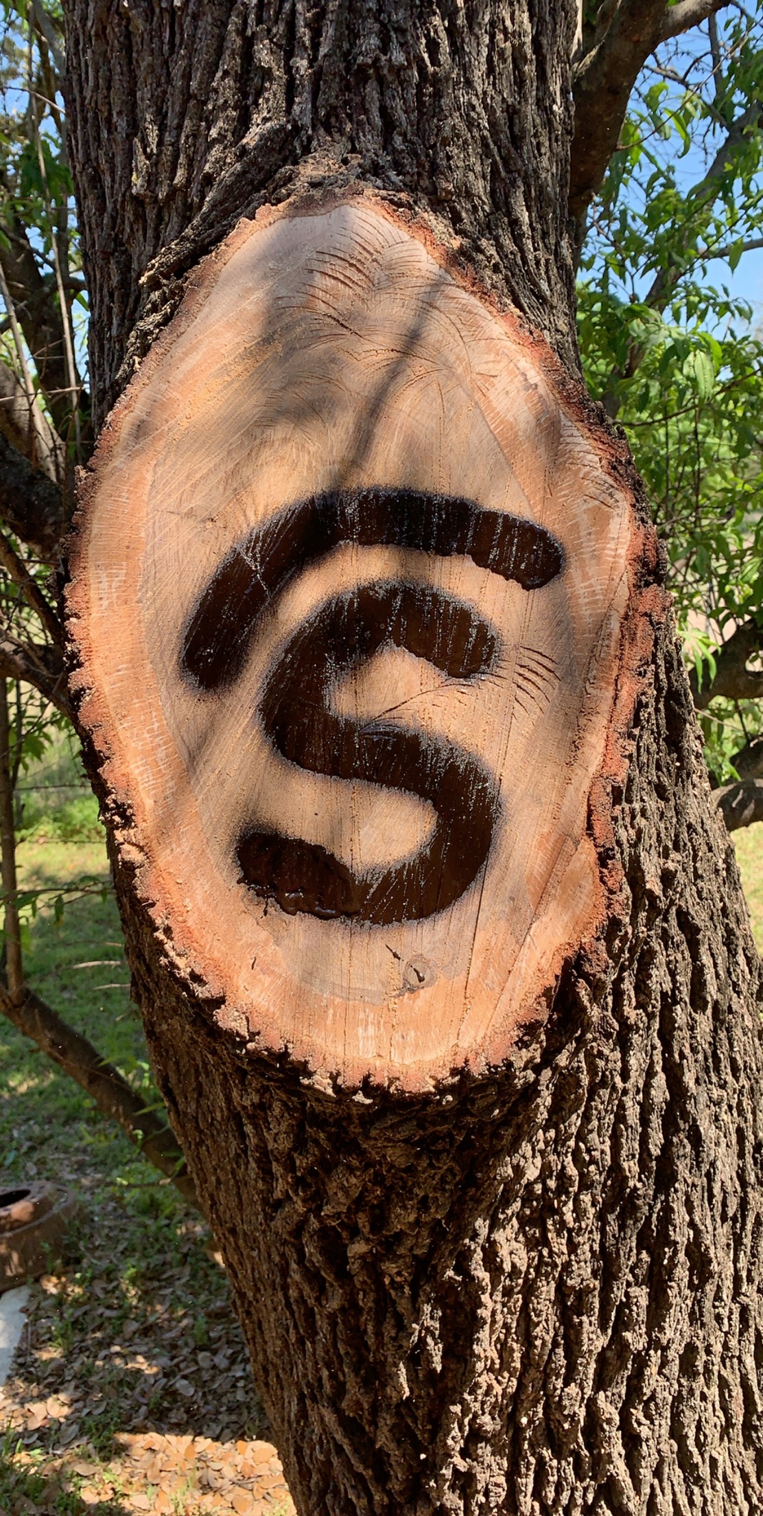 Swing's S logo on a freshly cut tree cross-section