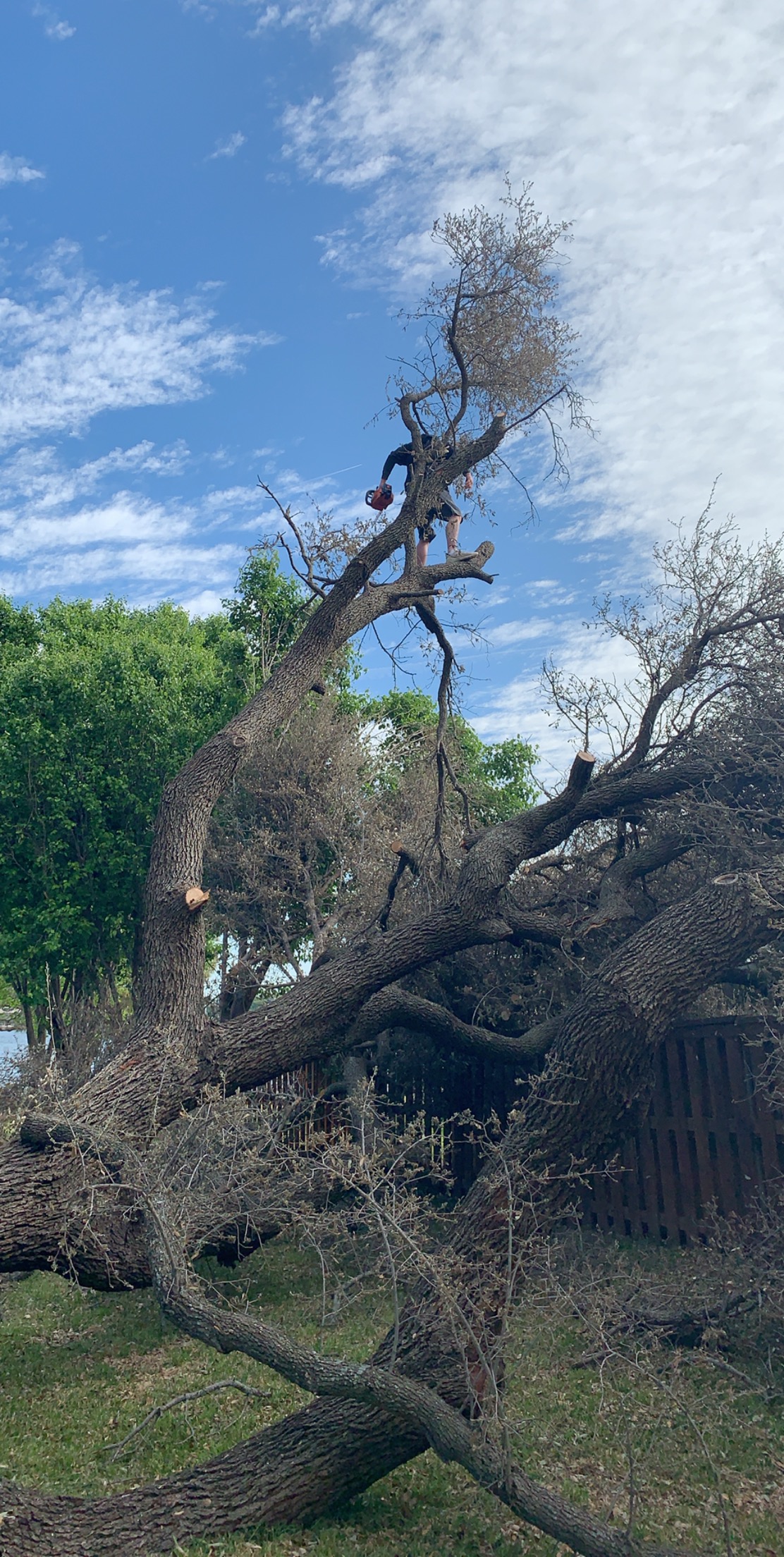 Tree arborist working high above the ground